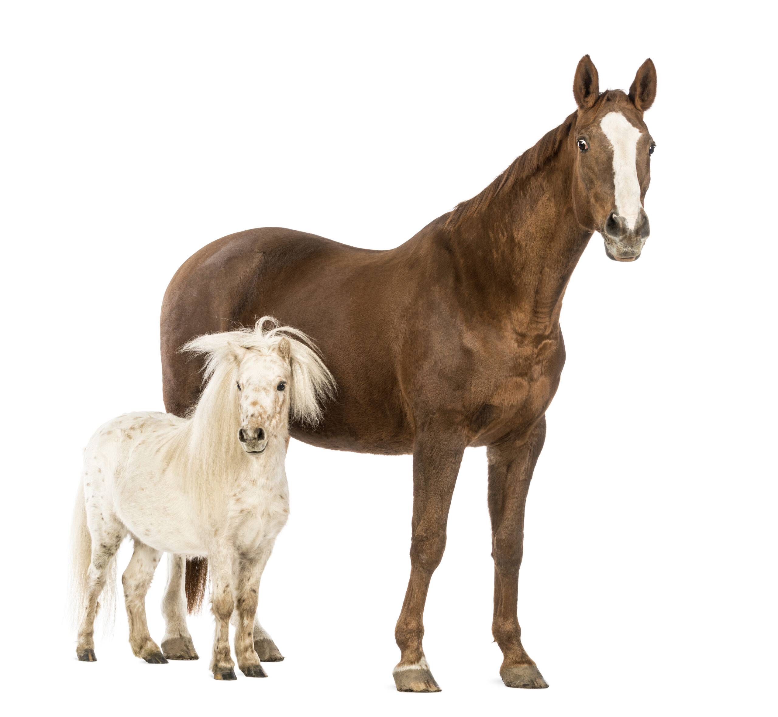 Horse and Shetland standing next to each other in front of white background